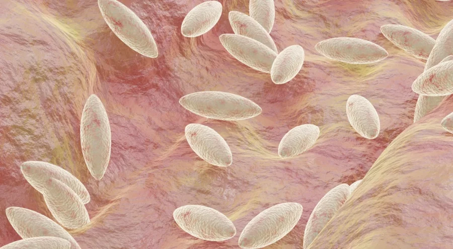 Brucellosis IgG/IgM Rapid Test